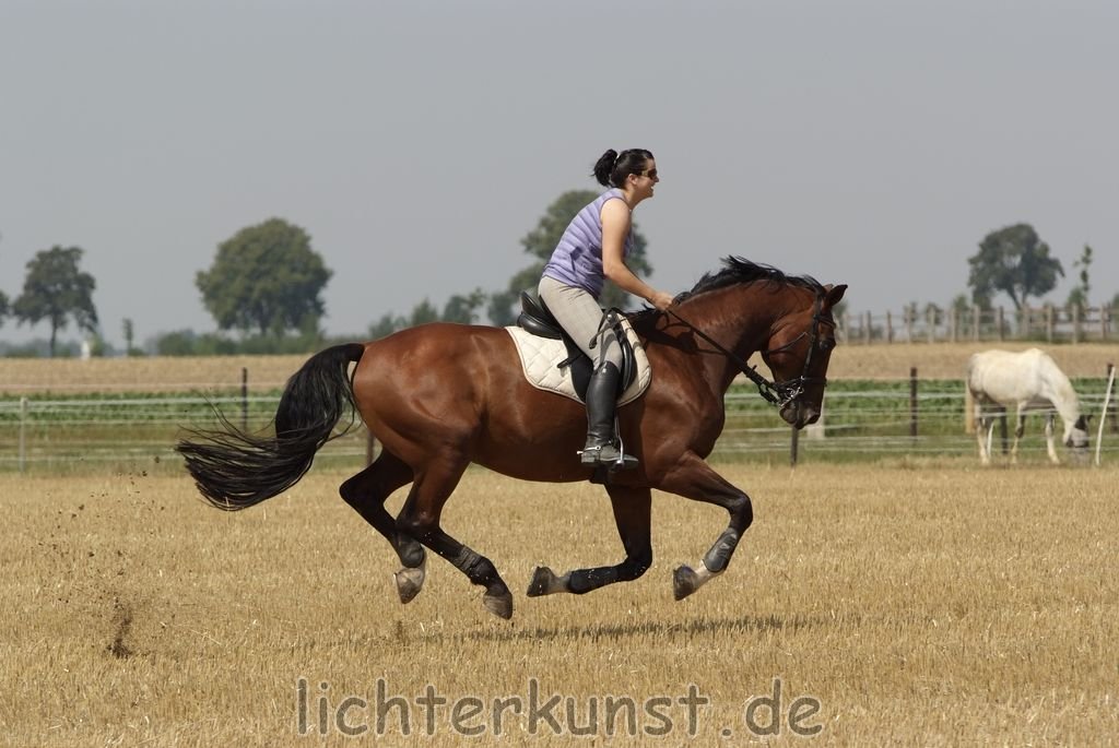 Pferd und Reiter 6513